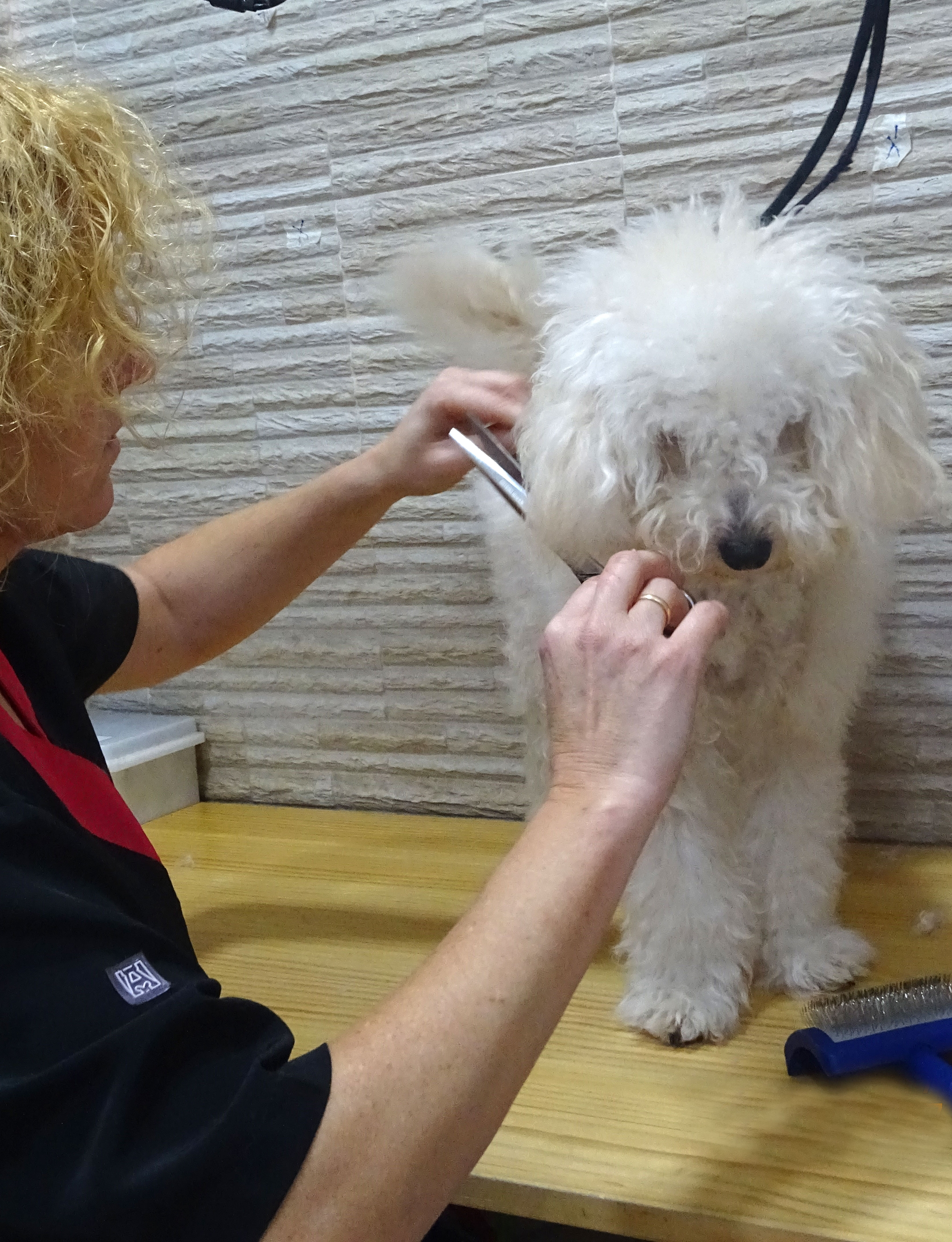 mika-veterinaria-bermeo-clinica-exoticos-peluqueria-perro-corte